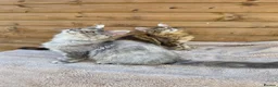 Maine Coon cats for sale: Maine Coon Kittens  - Advert 8