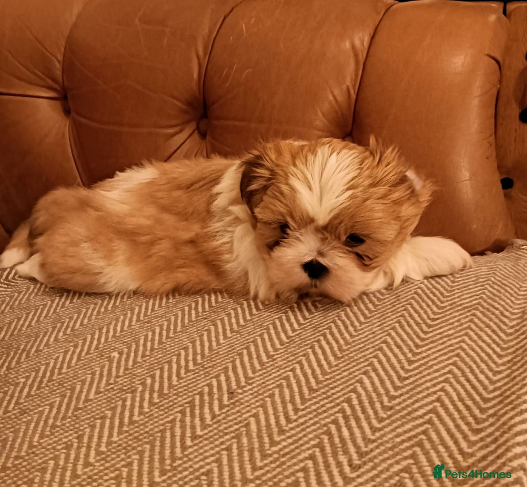 Shih Tzu dogs for sale: Gorgeous puppies for sale!😍🥰 - Advert 4