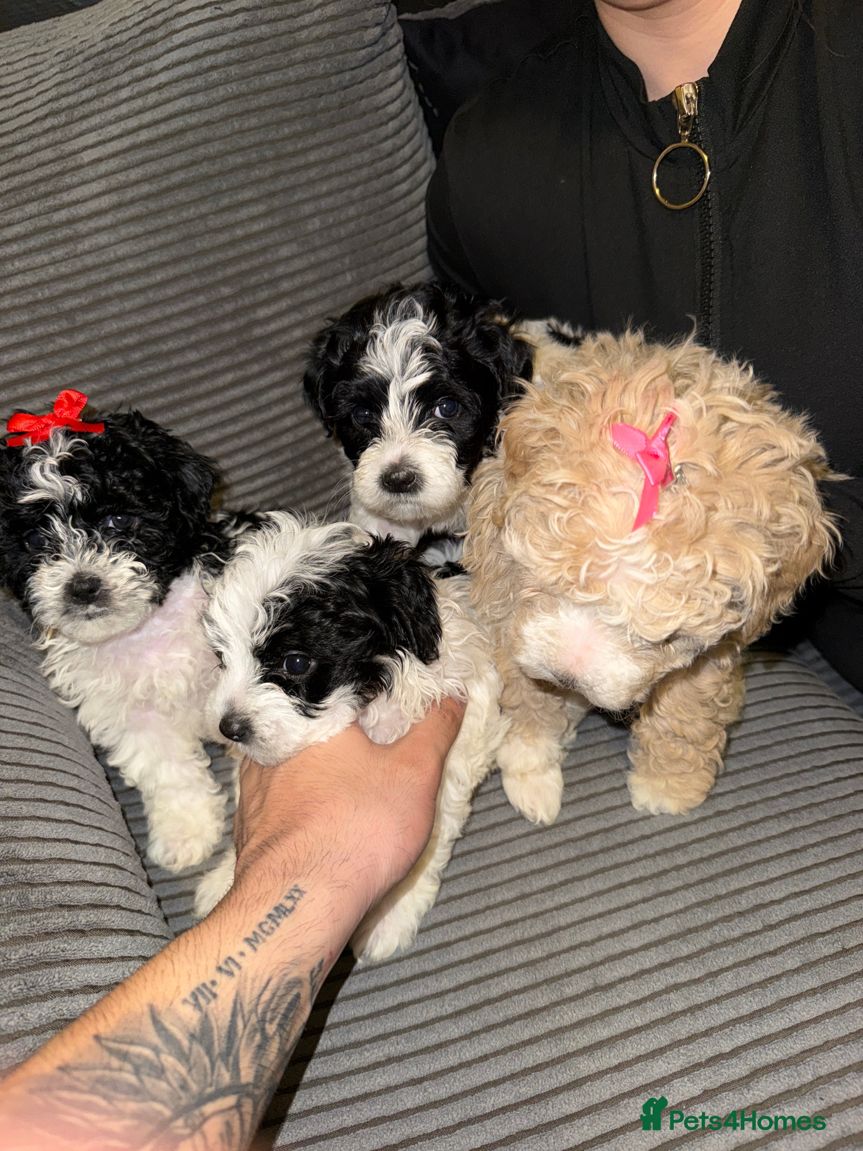 Mixed Breed dogs 4 little bichon cooker looking for a new home ❤️🩵 - Advert 2