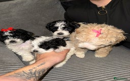 Mixed Breed dogs for sale: 4 little ones looking for a new home ❤️🩵💙 - Image 1