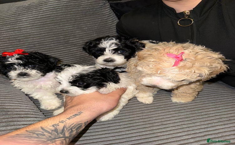 Mixed Breed dogs - Advert 12