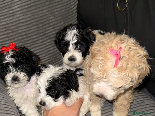 Mixed Breed dogs 4 little bichon cooker looking for a new home ❤️🩵 - Advert 11