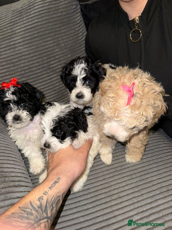 Mixed Breed dogs - Advert 4