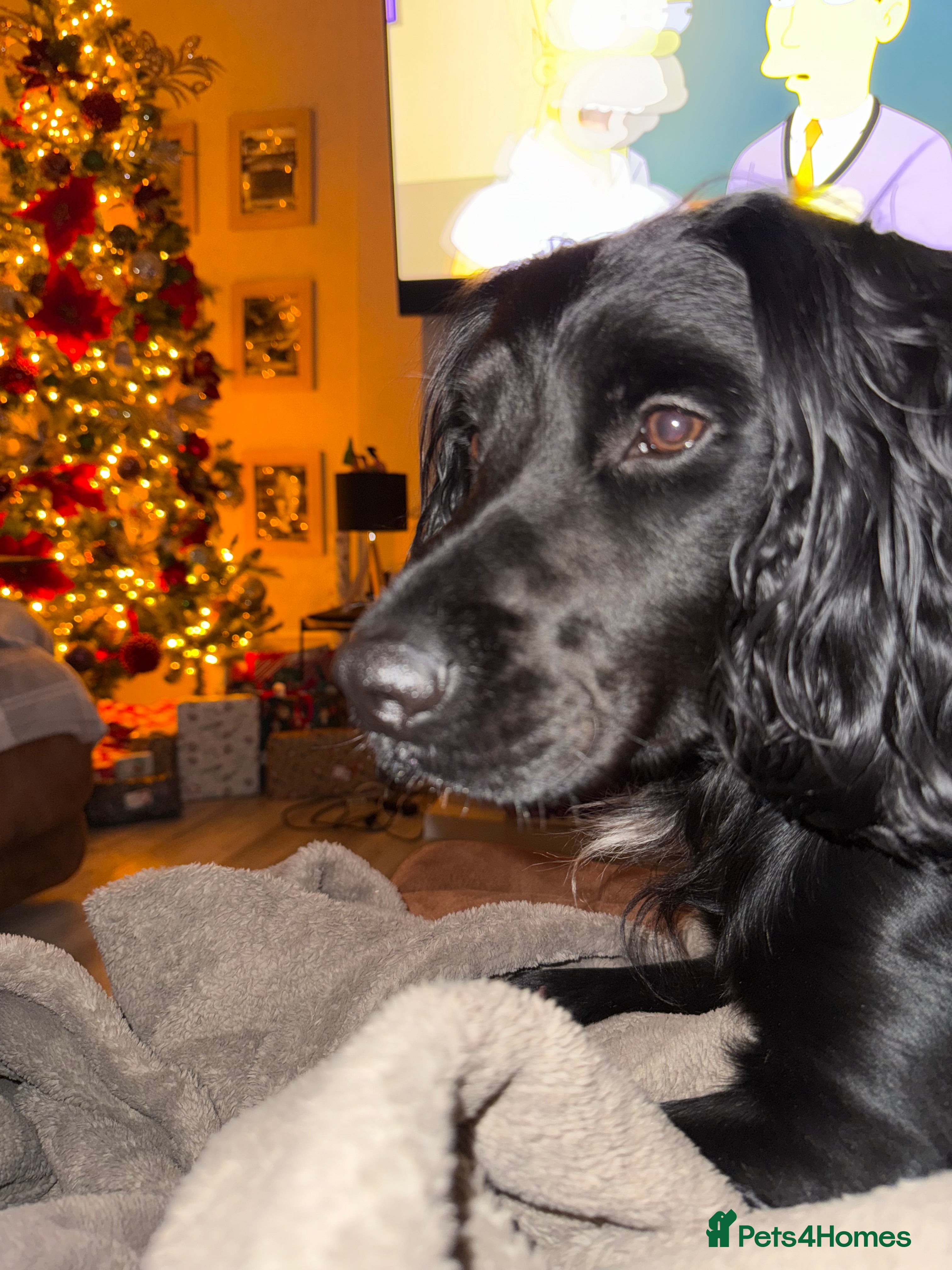 Sprocker dogs Arlo 2.5 years  in Wirral - Advert 1