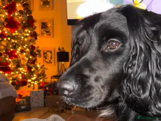 Sprocker dogs Arlo 2.5 years in Wirral - Advert 1