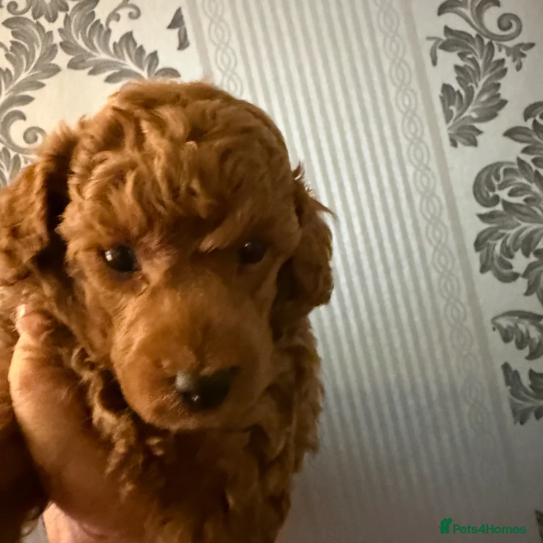 Toy Poodle dogs for sale: Tiny Toy Poodle - Advert 1