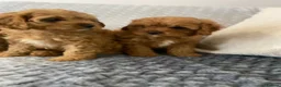 Cavapoo dogs for sale: Beautiful five Cavapoos - Advert 7