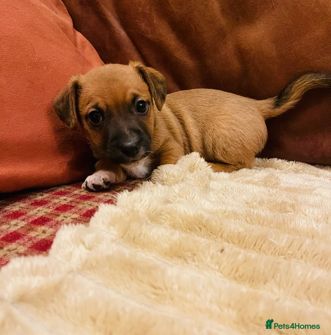 Jack Russell dogs for sale: Stunning tricolour Jack Russell puppy  - Advert 3