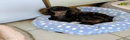 Toy Poodle dogs for sale: Toy poodle boy  - Advert 3
