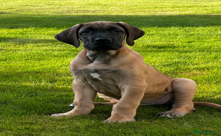 Great Dane dogs - Advert 2