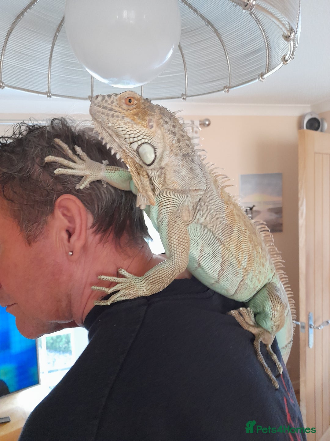 Iguana reptiles for sale: Blue igguana - Image 2