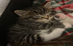 Domestic Shorthair cats for sale: Beautiful Kittens available - Image 8