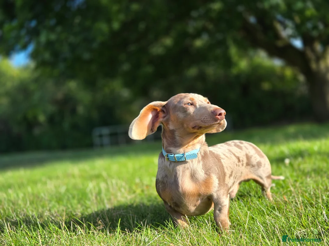 Miniature Dachshund dogs for stud: Stud!! - Advert 2