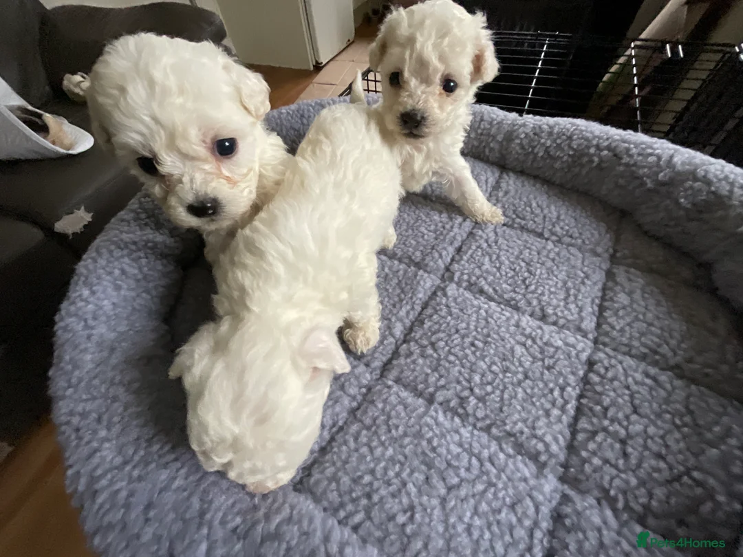 Bichon Frise dogs for sale: Bichon Firse in Enniskillen - Advert 10