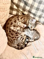 Savannah cats - Advert 4