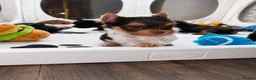 Yorkshire Terrier dogs for sale: Yorkshire terrier Merle  - Advert 1