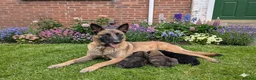 Mixed Breed dogs for sale: Caucasian Malinois Shepherds  in Hartlepool - Advert 1