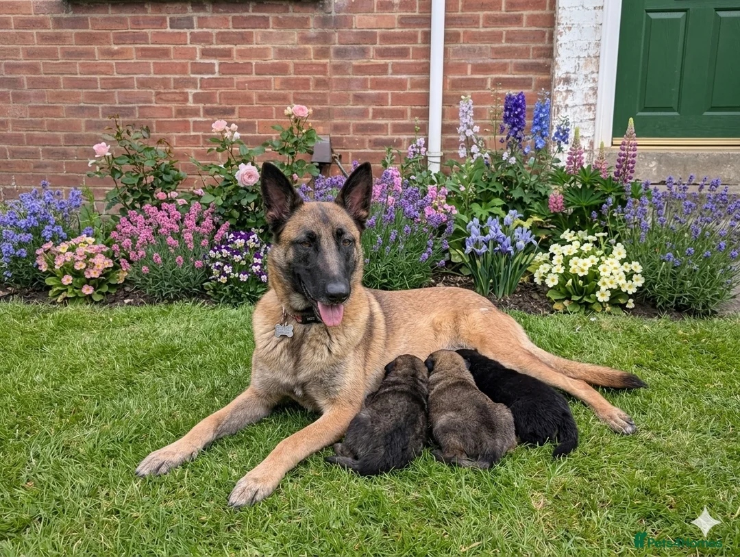 Mixed Breed dogs for sale: Caucasian Malinois Shepherds  in Hartlepool - Advert 1