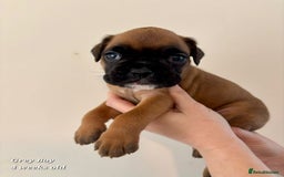 Boxer dogs for sale: 9 Beautiful Boxer Pups - Available from 22/12/2025 - Advert 16
