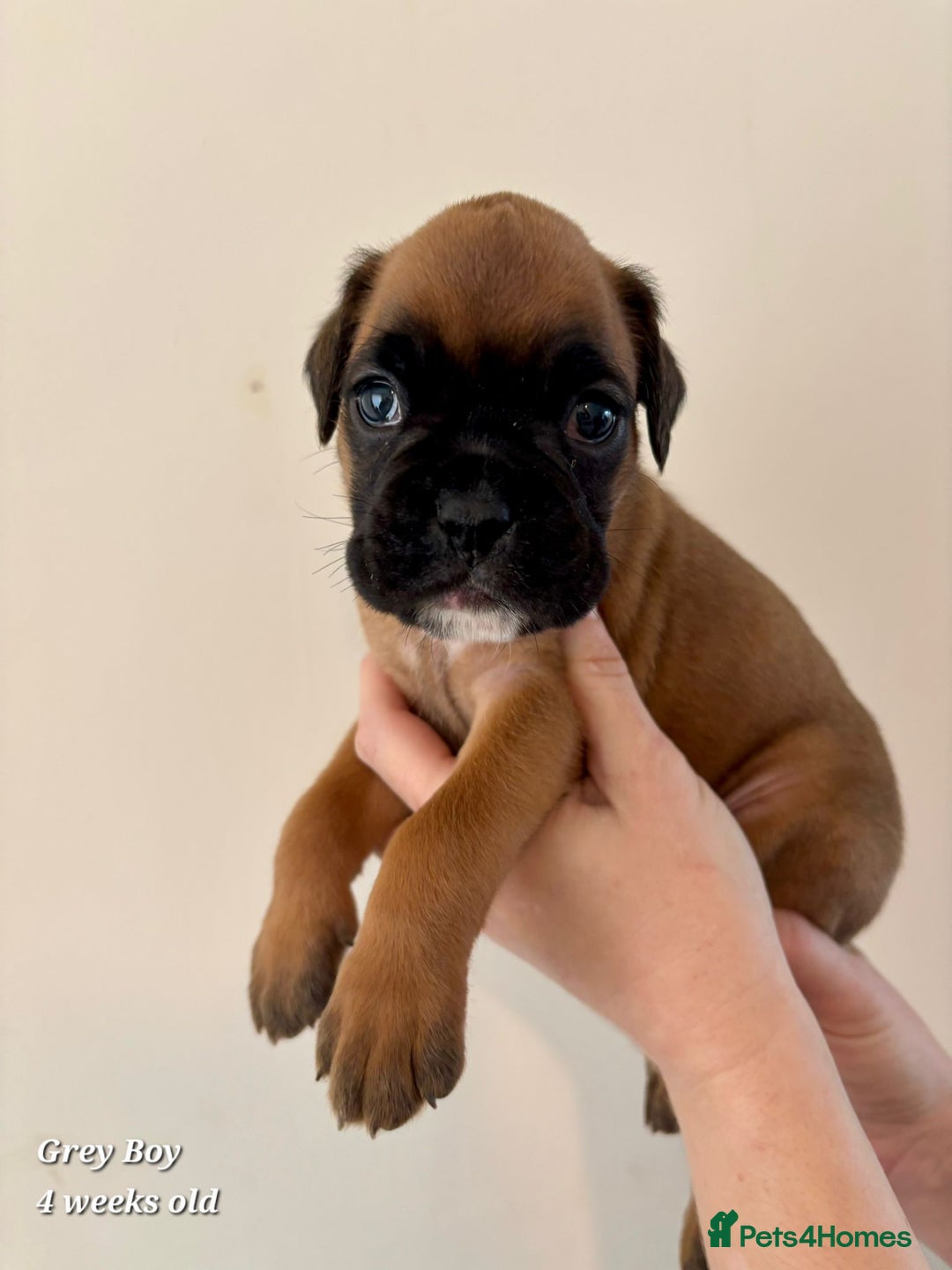 Boxer dogs for sale: 9 Beautiful Boxer Pups - Available from 22/12/2025 - Advert 16