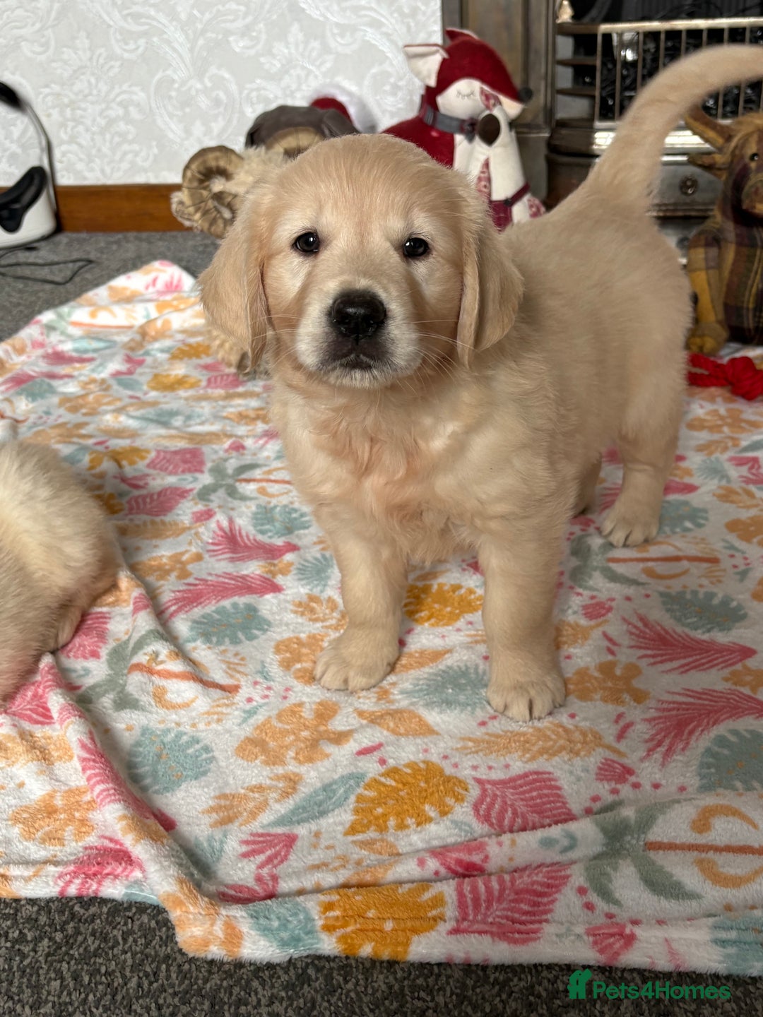 Golden Retriever dogs for sale: Golden retriever puppies  - Image 4