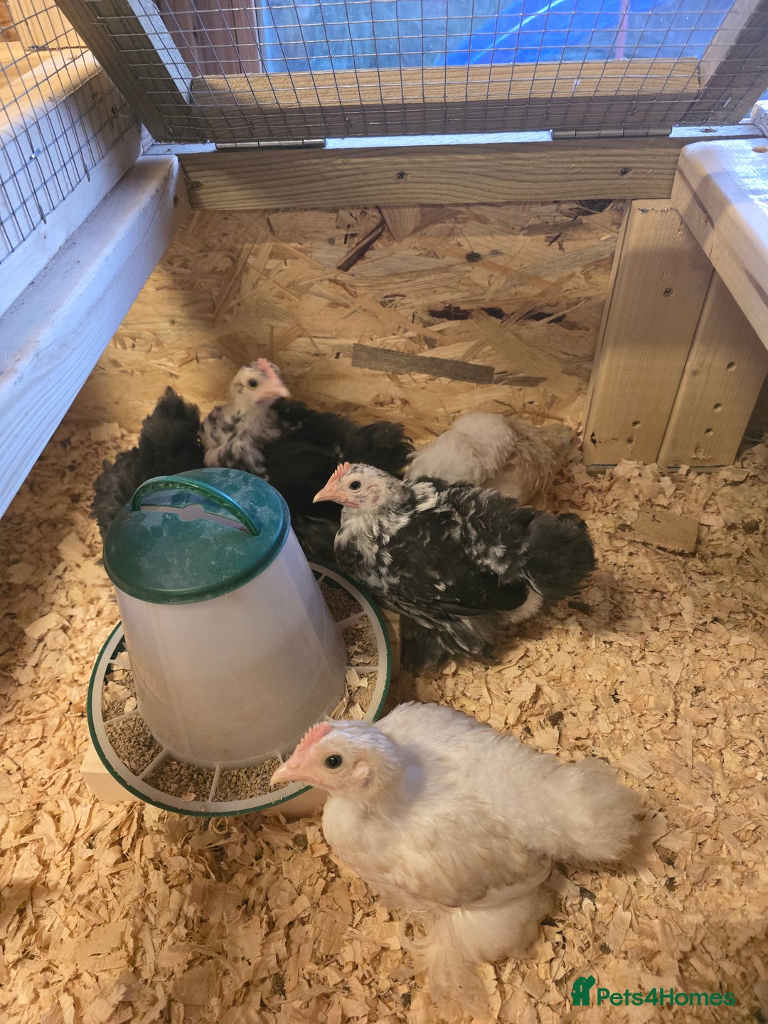 Quail poultry for sale: Quails, Poultry & hatching eggs - Advert 1