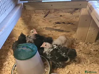 Quail poultry Quails, Poultry & hatching eggs - Advert 13