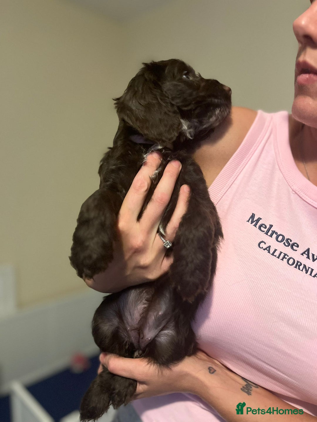 Cockapoo dogs for sale: Ready to leave Minature F1 PRA clear cockapoo pups - Image 32