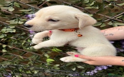 Mixed Breed dogs for sale: Beautiful Puppies looking for their forever home♥️ - Image 22