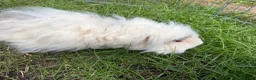 Guinea Pig rodents for sale: 3 boy guinea pigs  in Sheringham - Advert 5