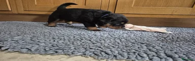 Rottweiler Puppy 2
