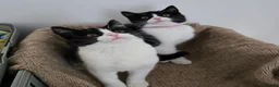 Mixed Breed cats for sale: Two adorable kittens are looking for a loving home in Kilmarnock - Advert 6