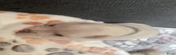 French Bulldog dogs for sale: French bulldog puppies, grey, cream and white in Droitwich - Advert 8