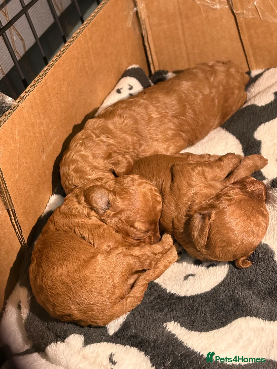 Cavapoo dogs for sale: Cavapoo x toy poodle puppies - Advert 4