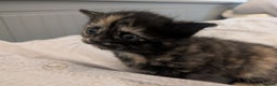 Mixed Breed cats for sale: Jet Black Tabby Kittens & Stunning Tortie Girl  - Advert 2