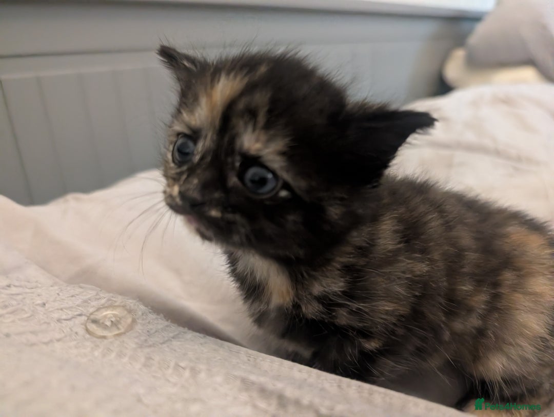 Mixed Breed cats for sale: Jet Black Tabby Kittens & Stunning Tortie Girl  - Advert 2