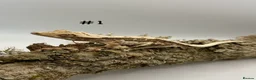 Gecko reptiles for sale: Adult, Juvenile and Lilly White Crested Geckos - Advert 1