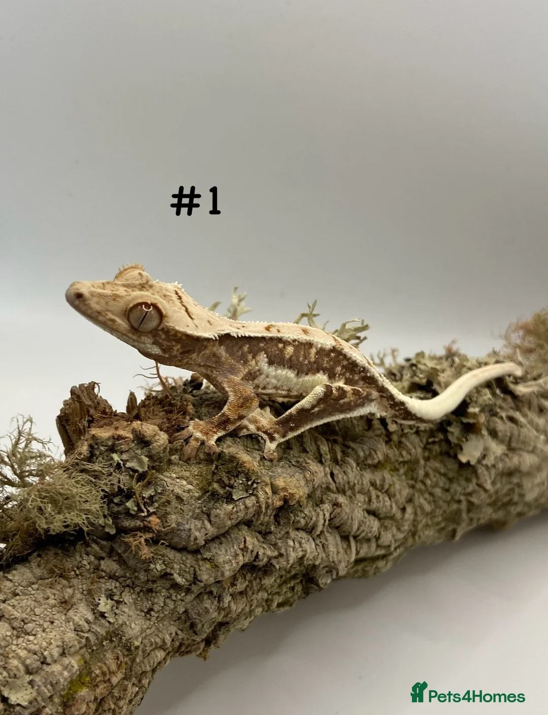 Gecko reptiles for sale: Adult, Juvenile and Lilly White Crested Geckos - Advert 1