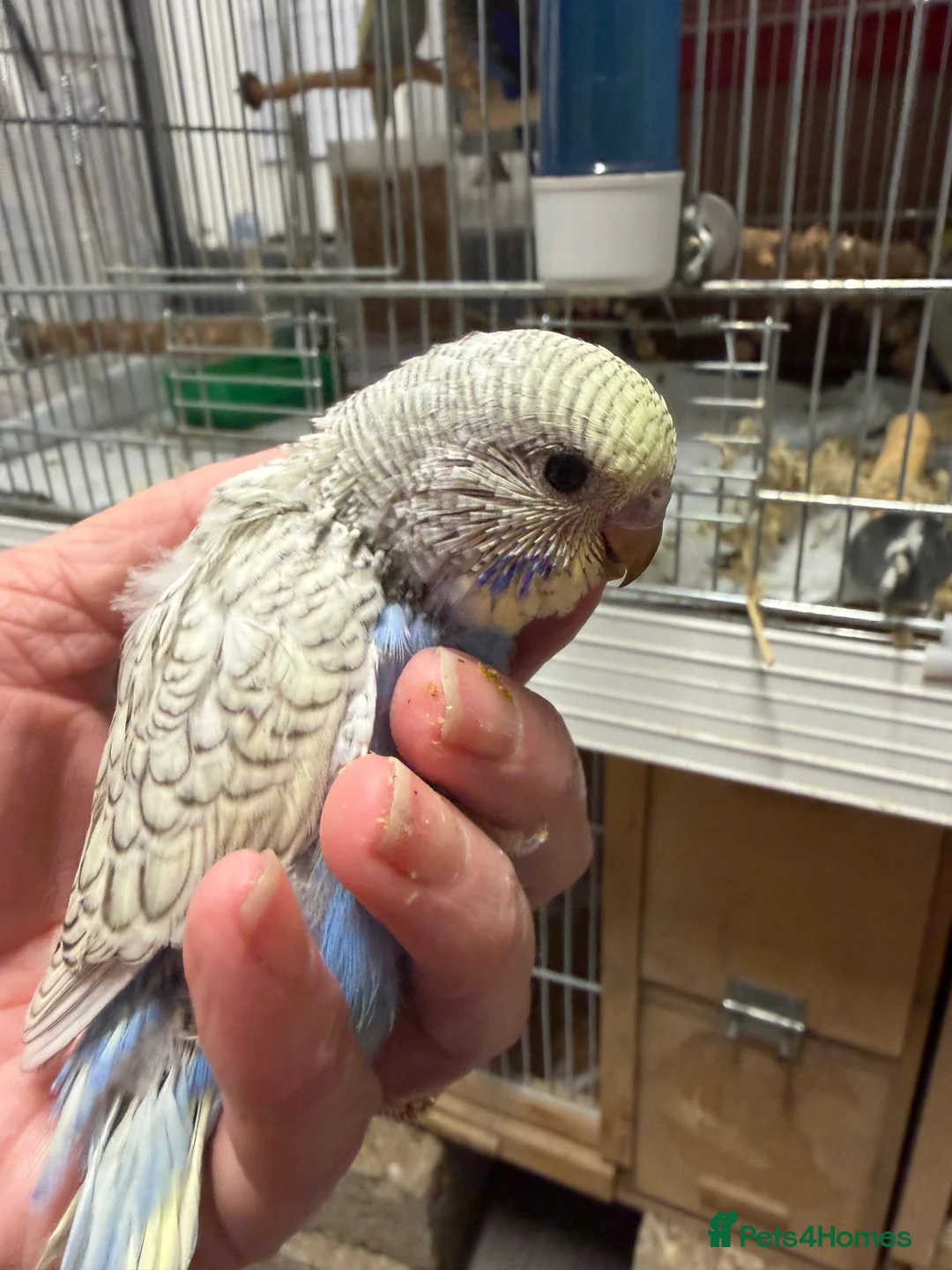 Budgerigars birds for sale: Hand Tame Budgie Chicks Ready End Feb / March  - Advert 4
