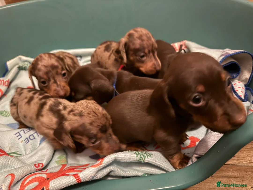 Miniature Dachshund dogs for sale: KC chocolate miniature dachshund puppies  - Advert 6