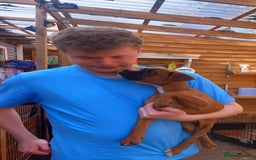 Boxer dogs for sale: 2 Left!!  - Image 1