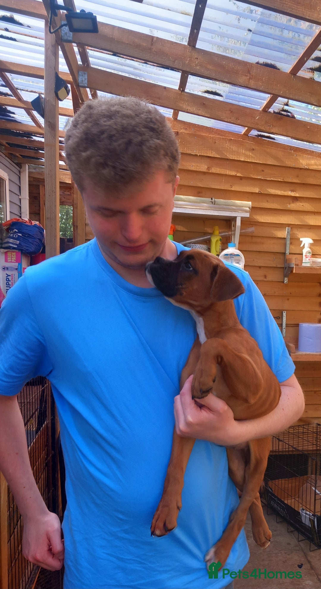 Boxer dogs for sale: 2 Left!!  - Image 1