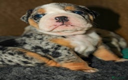 Olde English Bulldogge dogs for sale: Olde English Bulldog puppies - Image 9