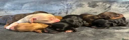 Cocker Spaniel dogs for sale: Beautiful Working Cocker Spaniel Puppies - Advert 11