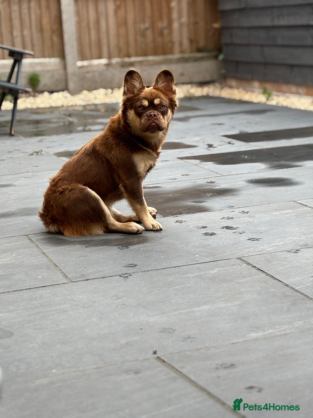 French Bulldog dogs for sale: Rojo & tan visual fluffy French bulldog  in Lowestoft - Image 10