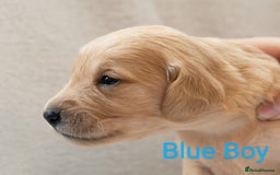 Golden Retriever dogs for sale: Golden Retiever Puppies   - Image 4
