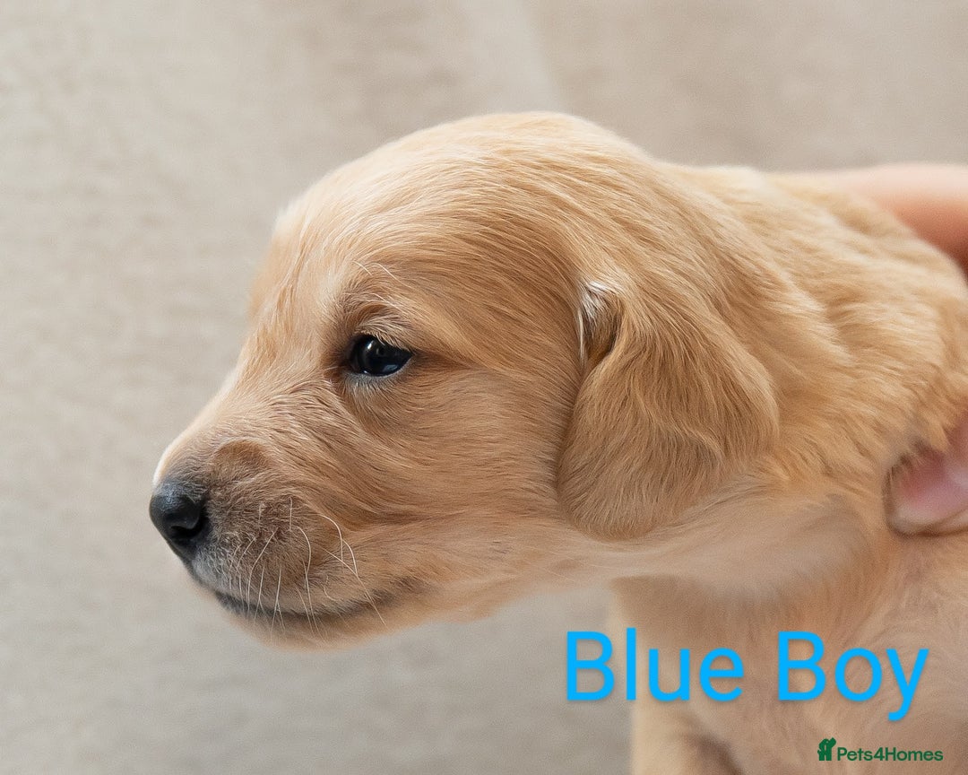 Golden Retriever dogs for sale: Golden Retiever Puppies   - Image 4