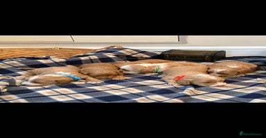 Cockapoo dogs - Advert 10