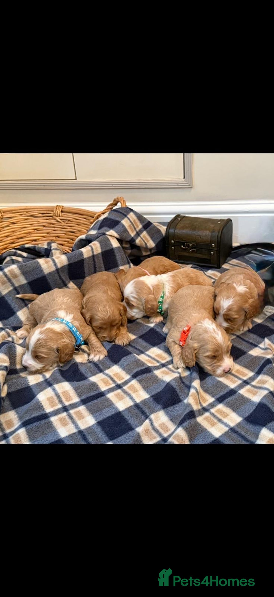Cockapoo dogs for sale: Beautiful Golden Cockerpoo Puppies 2 Girl & 4 Boy - Image 3