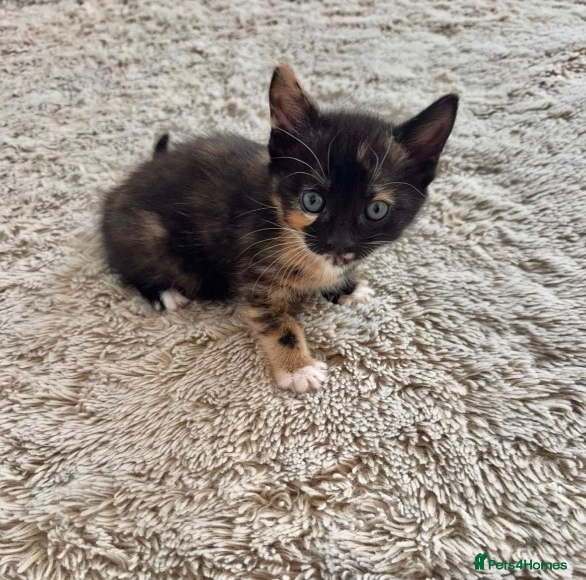 Mixed Breed cats beautiful kittens for sale. Ready next week 🖤🧡  - Advert 17